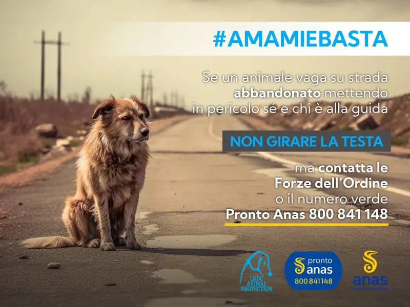 Facebook LNDC Animal Protection