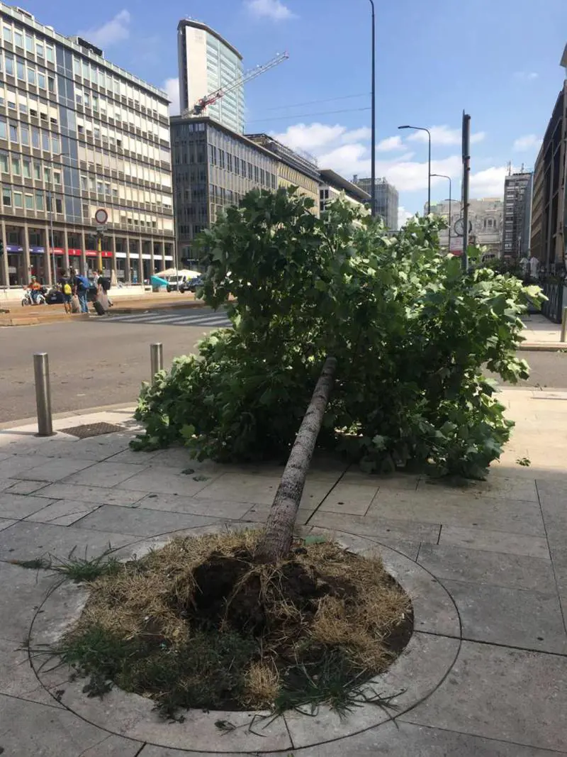 Quel rumore cupo del niente assassino. Negli alberi distrutti la nostra impotenza