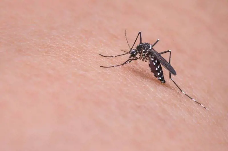 Nuovi casi di virus West Nile in sei regioni italiane: come comportarsi