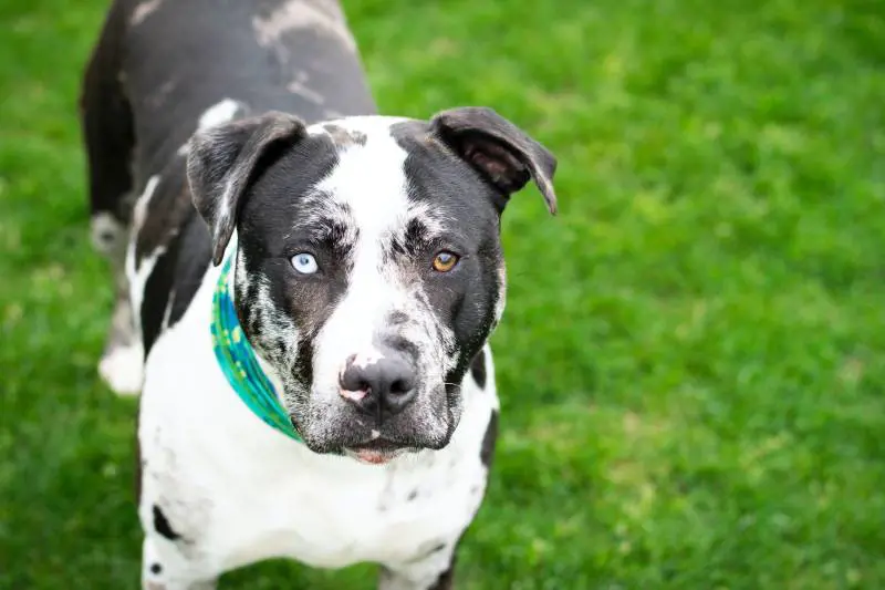 Bimba di nove mesi sbranata dal pitbull nel letto di famiglia