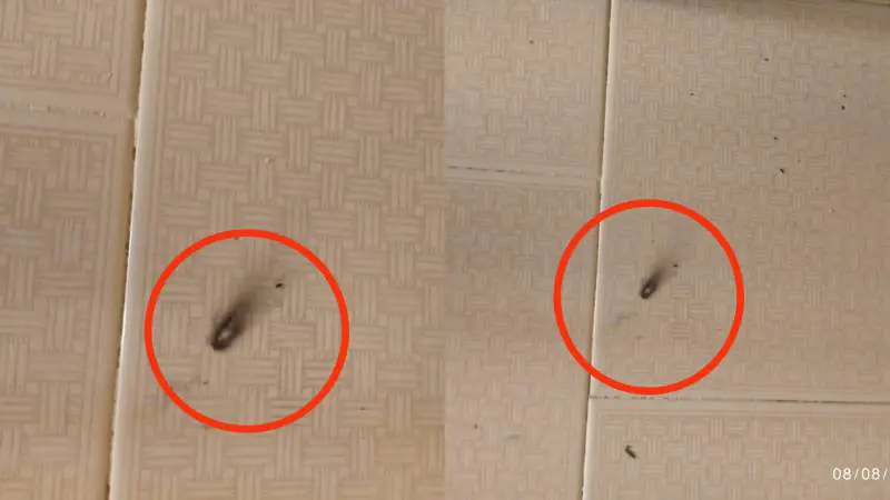 I due petardi esplosi dai truffatori in casa del 78enne 