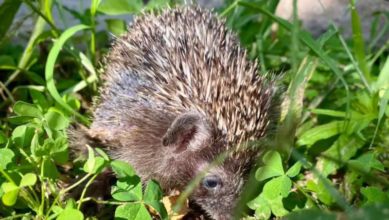 foto dal profilo Facebook di Sudtirol Exotic VETS