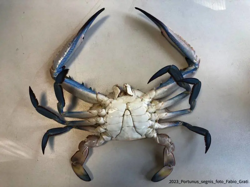 Granchio blu, individuata seconda specie nel Mar Adriatico