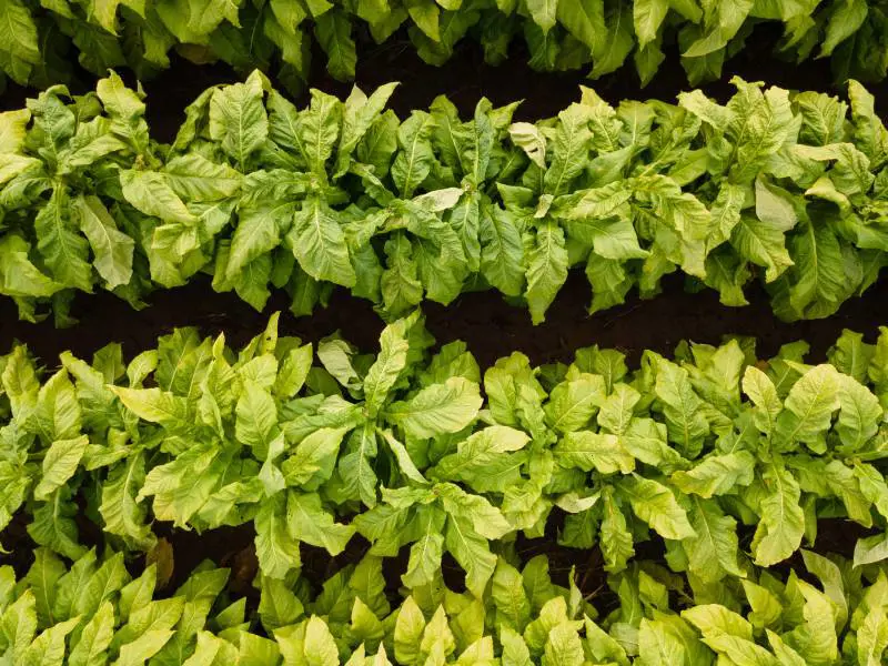 BeLeaf: Be The Future: al via la terza edizione della call for innovation di Philip Morris Italia