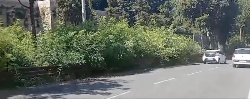 Allarme ailanto a Roma: perché la pianta cinese è pericolosa per chi guida