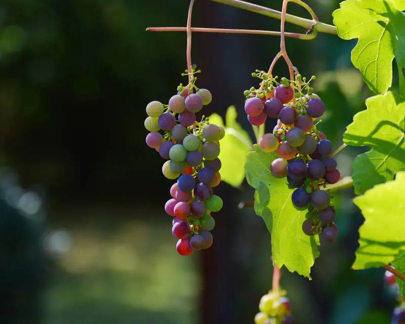 Previsioni vendemmia 2023: produzione a -12% sul 2022