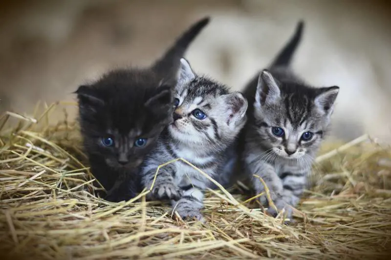 Sai cosa vuole dirti il tuo gatto? Ecco il linguaggio segreto in 276 espressioni