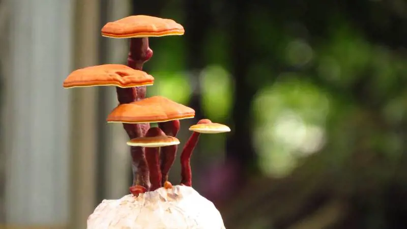 Reishi: proprietà e benefici del fungo miracoloso