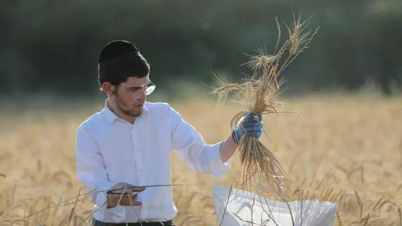 Cosa sono i kibbutz, le comunità israeliane dove Hamas ha fatto strage di civili