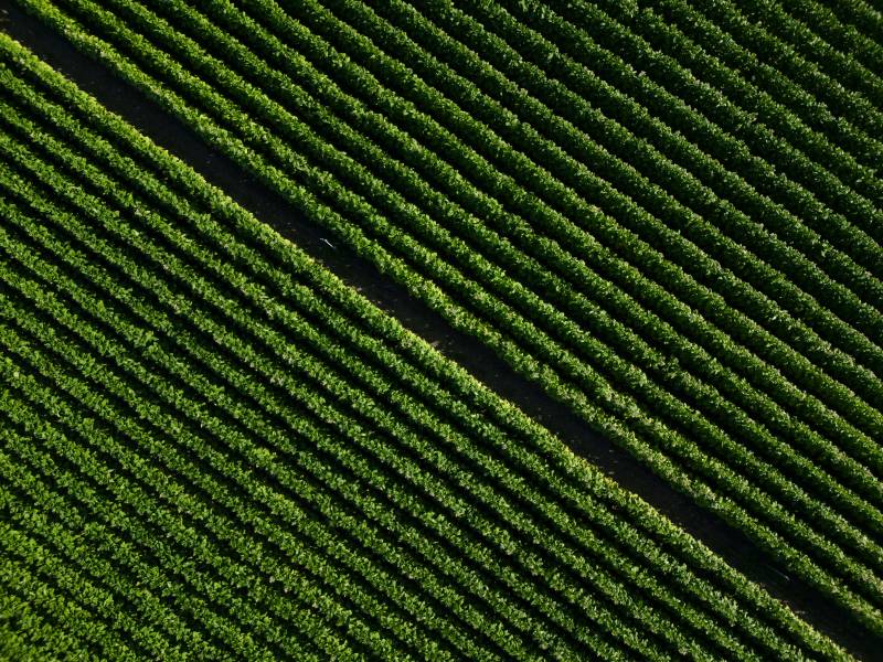 Foto campo tabacco 2