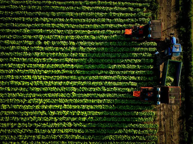Filiera del tabacco, così la Ue può tradire l'Italia