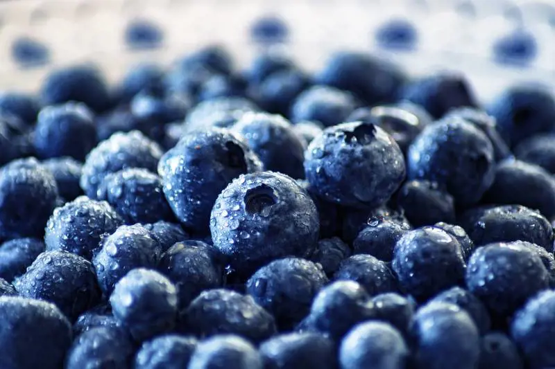 Tutti i benefici dei mirtilli: ecco perché introdurli nella nostra alimentazione