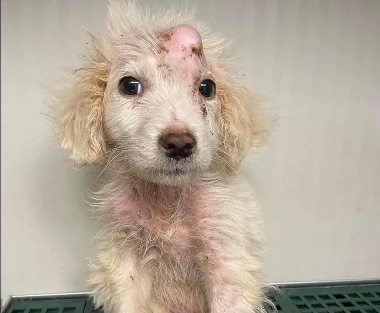 Orrore a Salerno, cucciolo di cane lanciato da un'auto in corsa: la rabbia sul web