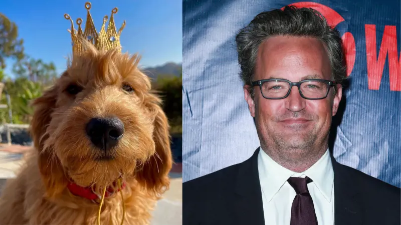 Giallo sul cane di Matthew Perry: ecco chi si occuperà di "Alfred"