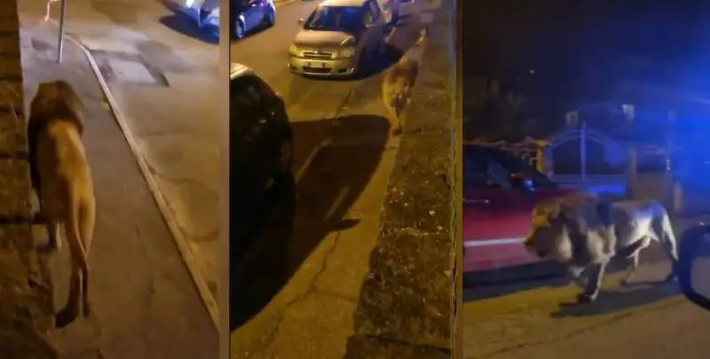 Il circo, la gabbia aperta e i tre uomini: giallo sulla fuga del leone Kimba a Ladispoli