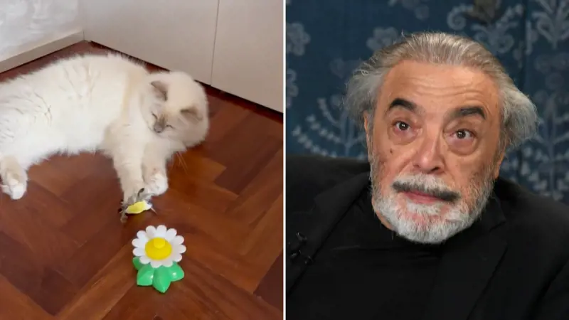 "È stalking". Gatto scomparso, Nino Frassica sotto accusa