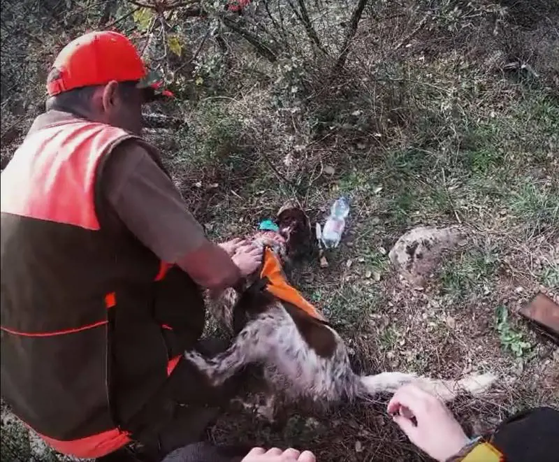 Il cane ha un infarto: il suo padrone gli salva la vita con un massaggio e una pastiglia