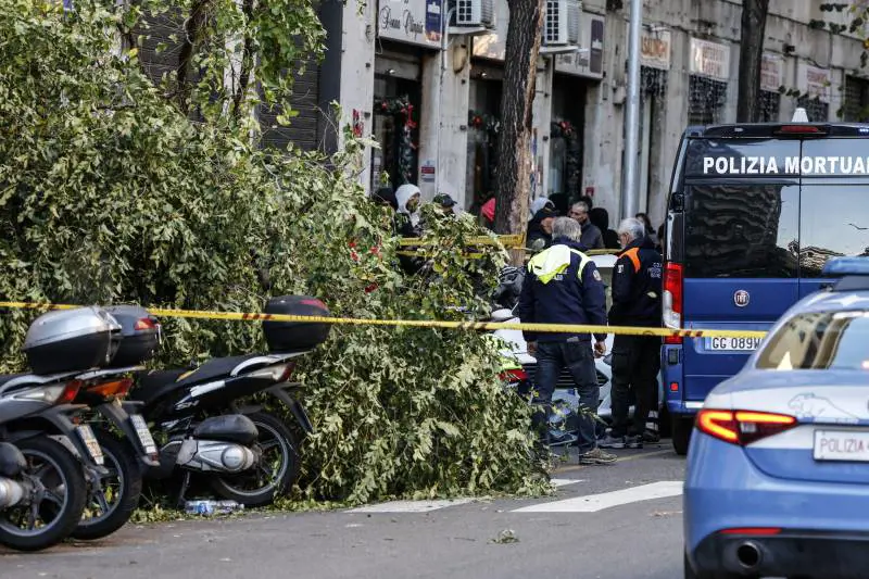 Sos ignorati: albero uccide una donna