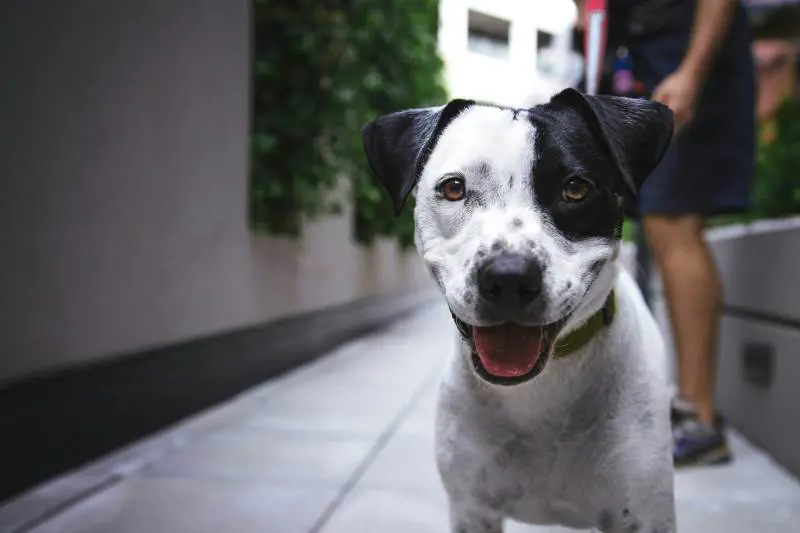 Arriva l'"elisir" che allunga la vita ai cani. Regala un anno in più e li fa sentire bene