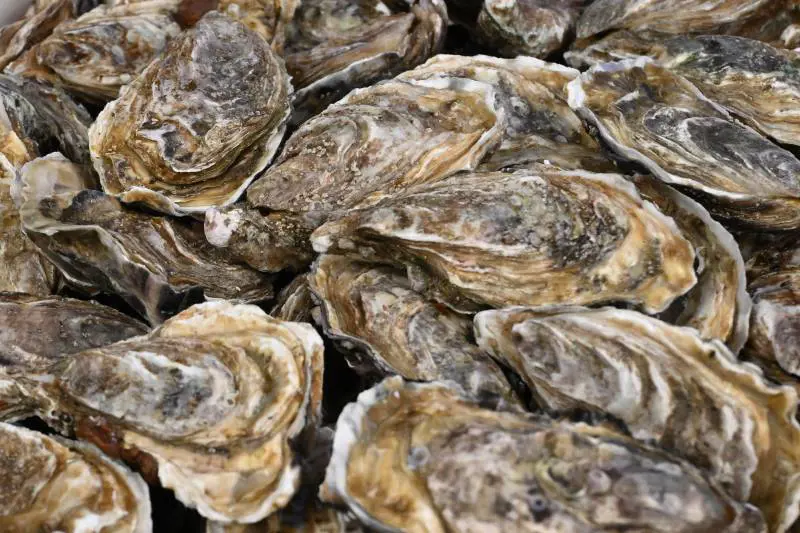 Francia, Capodanno con l’incubo ostriche: troppe intossicazioni, stop alle vendite