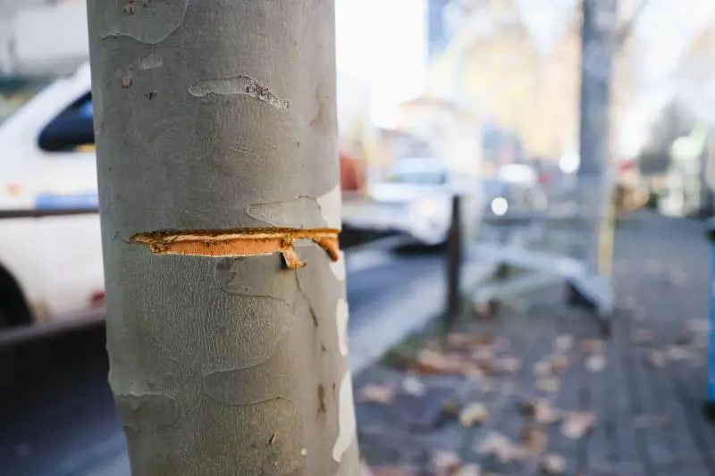 "Ci annoiavamo". Tre ragazzi tendono un cavo d'acciaio ad altezza d'uomo in strada a Milano