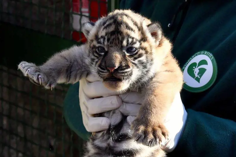 Fiocco rosa al Bioparco, nata una rara cucciola di tigre di Sumatra