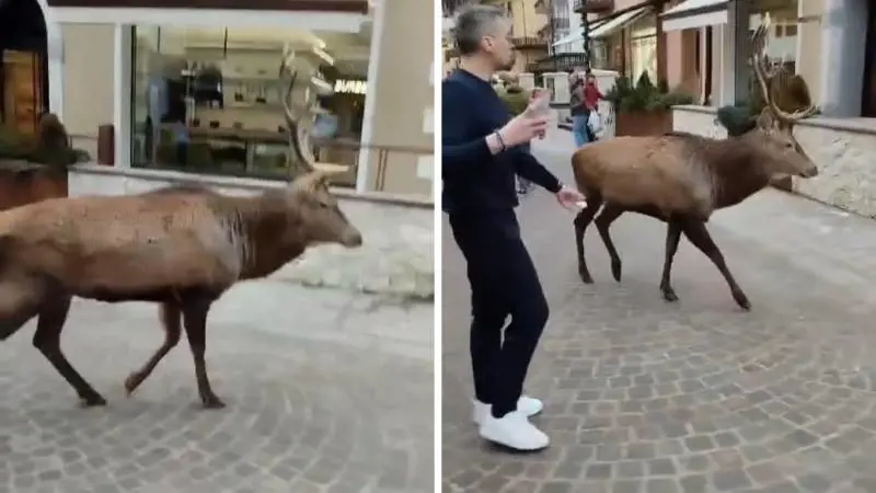 Cervo passeggia nel corso principale: ancora un avvistamento a Cortina d’Ampezzo