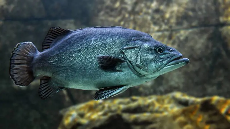 Tmau: cos’è la "sindrome da odore di pesce"