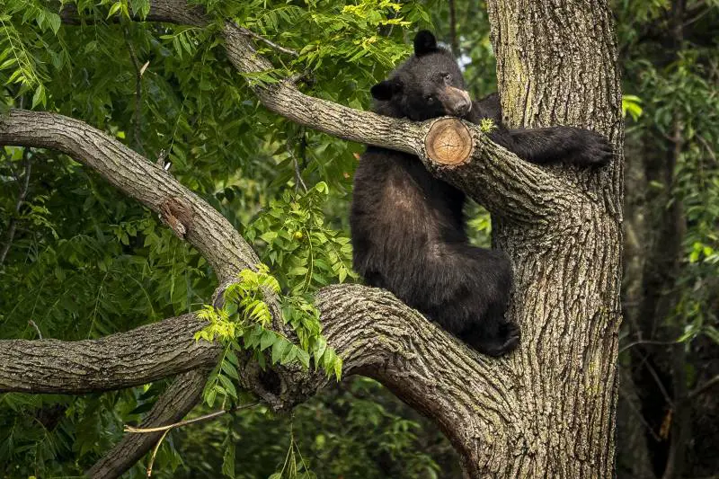 "È pericoloso". Fugatti firma il decreto e fa abbattere l'orso M90