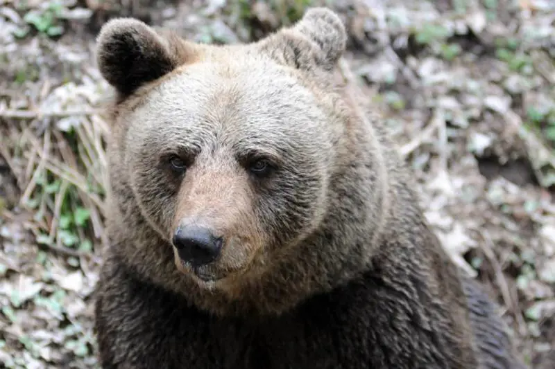 Il blitz di Fugatti. Ucciso l'orso M90. "Era pericoloso". Ira animalista