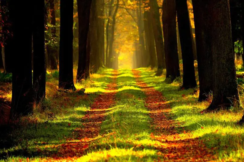 Passeggiare in mezzo alla natura stimola la capacità di attenzione. Lo studio