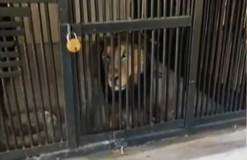 "Voleva fare un selfie col leone". Ma l'animale reagisce così. Choc allo zoo