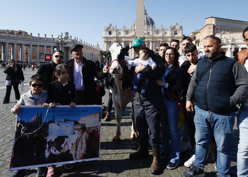 Protesta trattori, la mucca Ercolina in piazza San Pietro per la benedizione di Papa Francesco 2