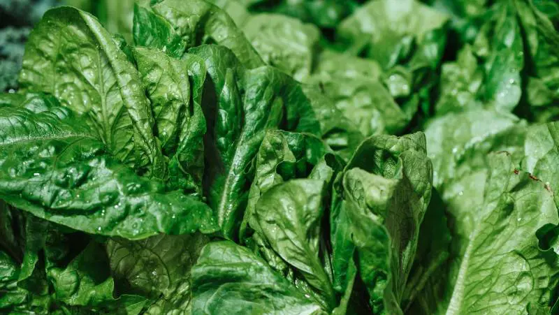 Spinaci, il superfood che contrasta la stanchezza