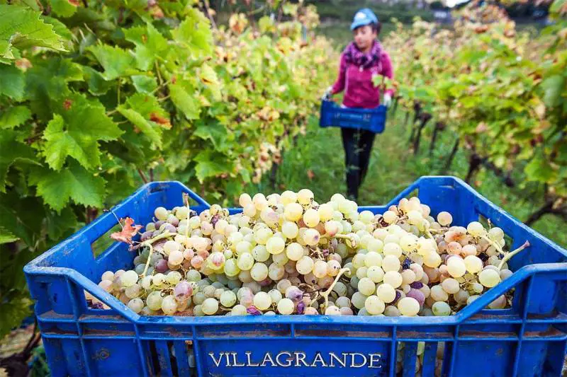 Il nostro Vinitaly 2024. I bianchi/2