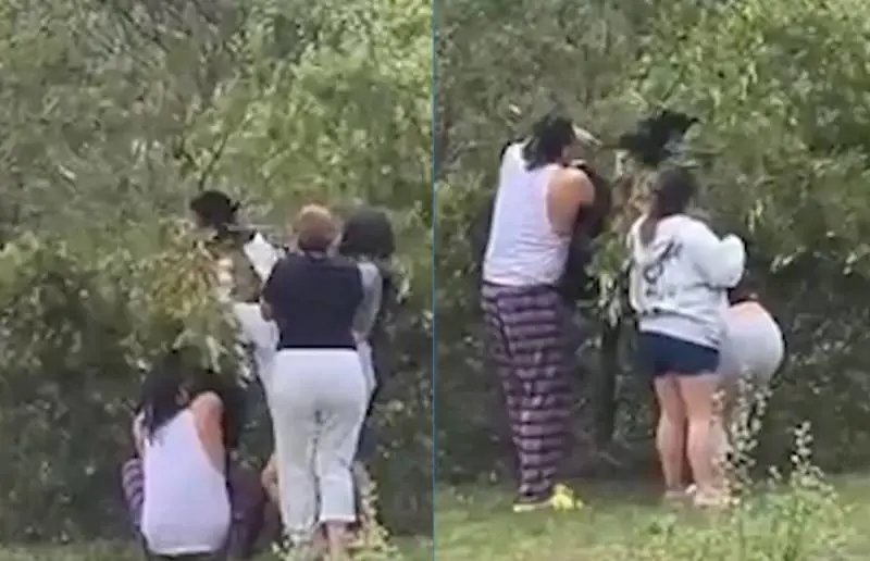 Carolina del Nord, cuccioli di orso tirati giù dagli alberi e feriti: cosa è successo