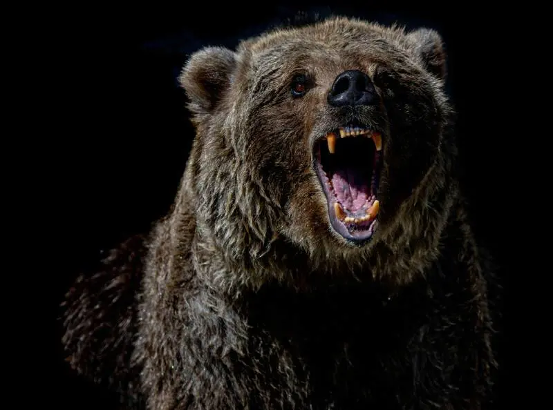Meglio orso che femminista
