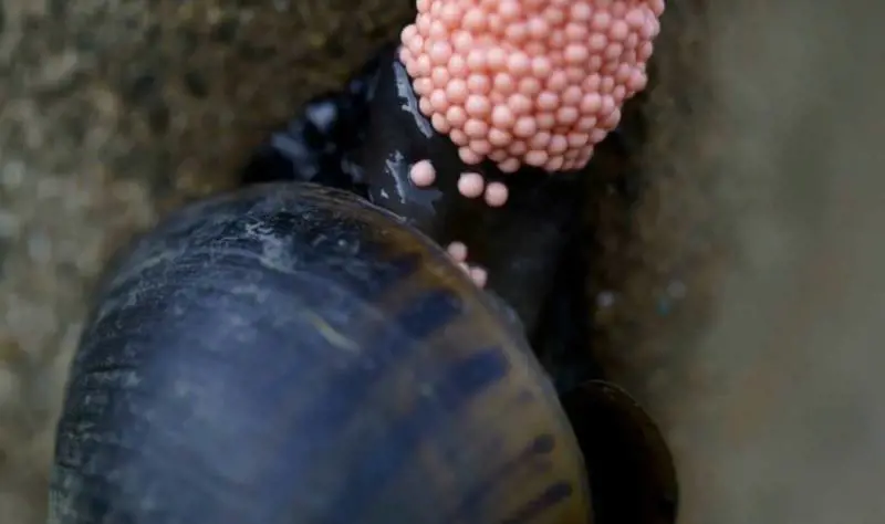 Attenzione a queste uova rosa, appartengono a un alimale pericoloso: ecco di cosa si tratta
