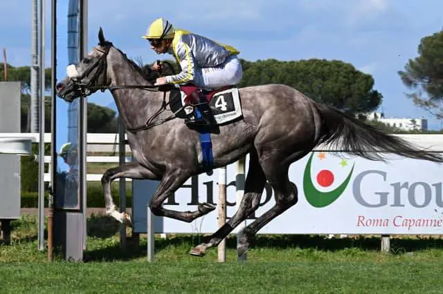 Gris celebre (fonte: ippodromo Capanelle)
