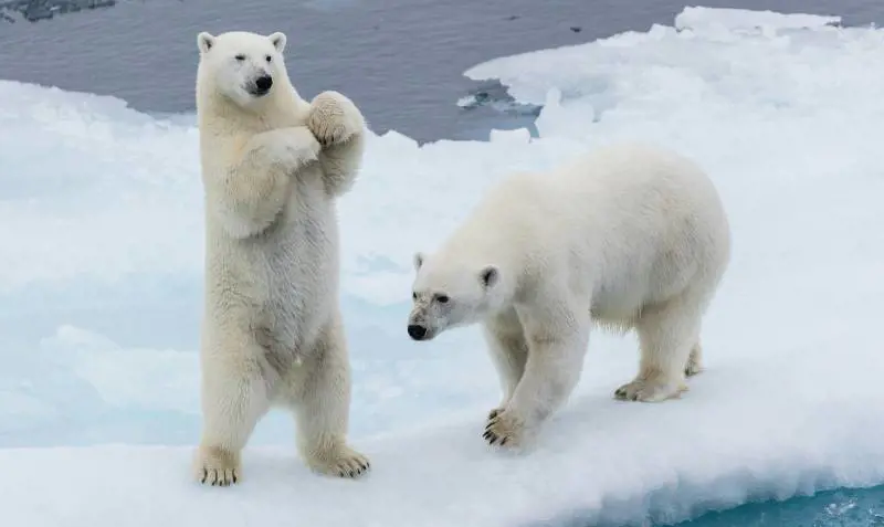 Orsi, solitudine e misteri. "Sotto la neve" del Canada