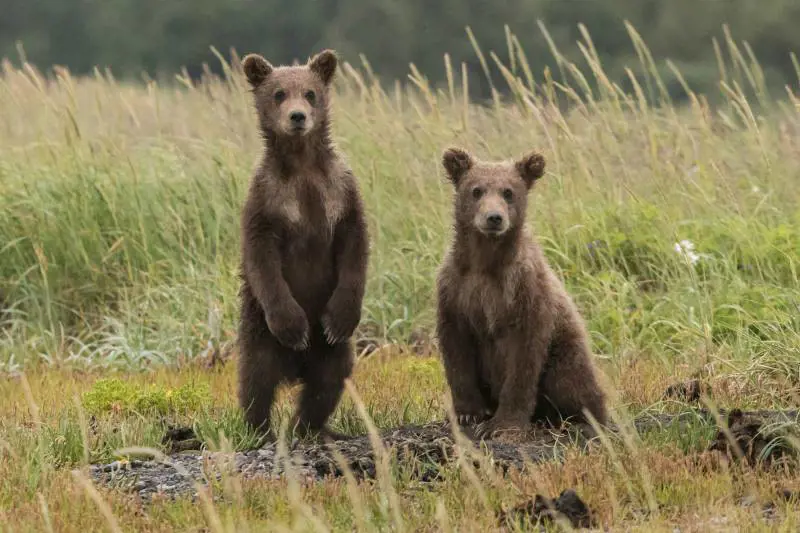 I nostri amici orsi vanno protetti