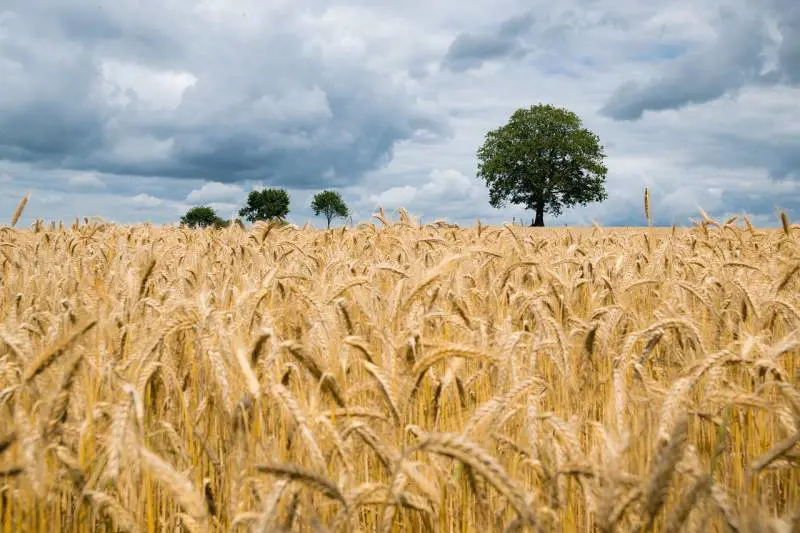 La studiosa: "Azoto, fosforo e potassio sono il sale essenziale della Terra"
