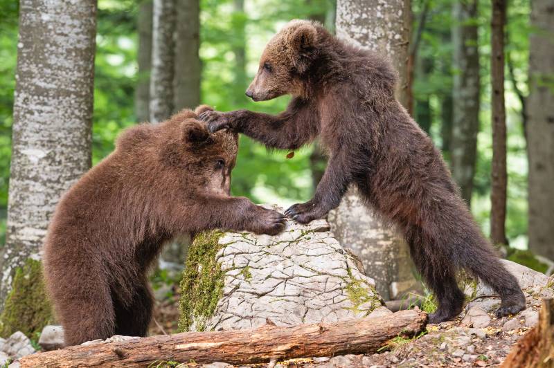 Trentino, turista attaccato da un orso a Dro: ferito agli arti