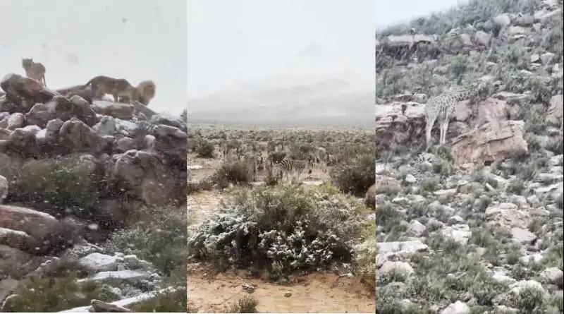 Leoni, giraffe e zebre imbiancati dalla neve: il video del "safari bianco" in Sudafrica