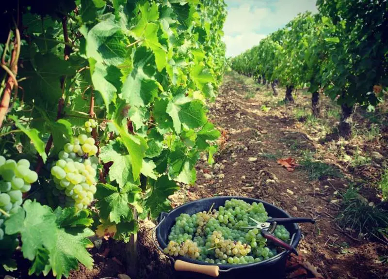 Antoine Gouffier, l’anima del Pouilly Fumé