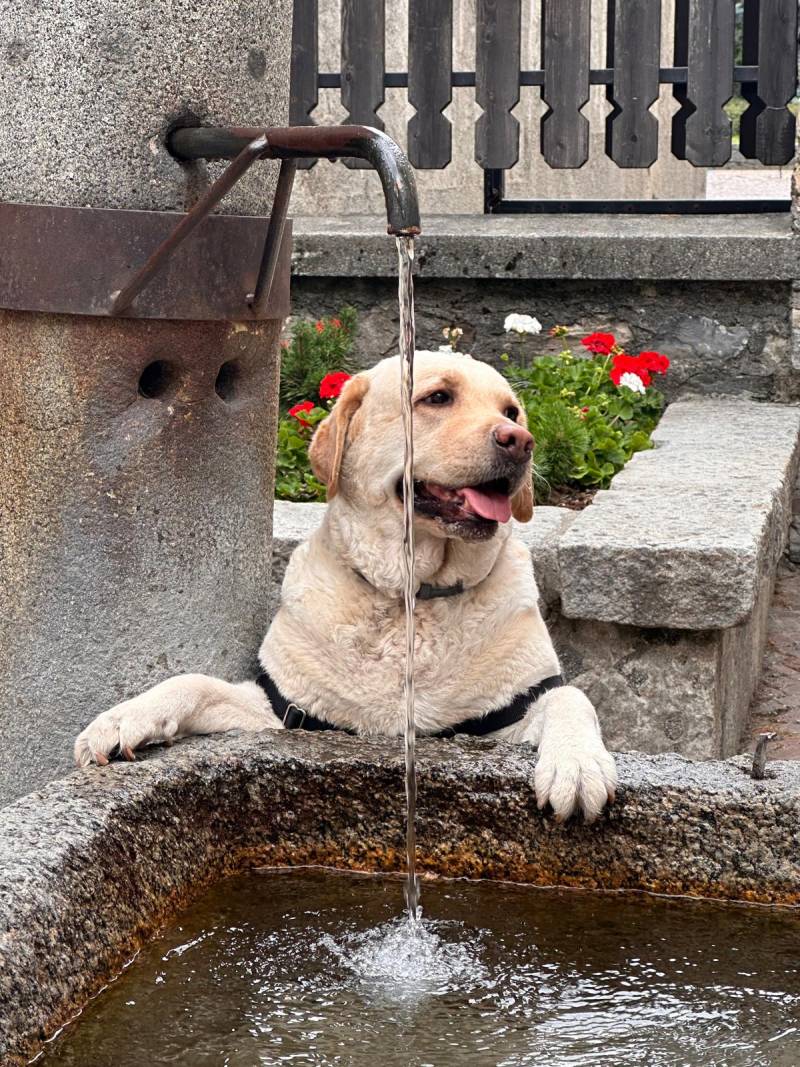 Cane labrador - Restelli 01