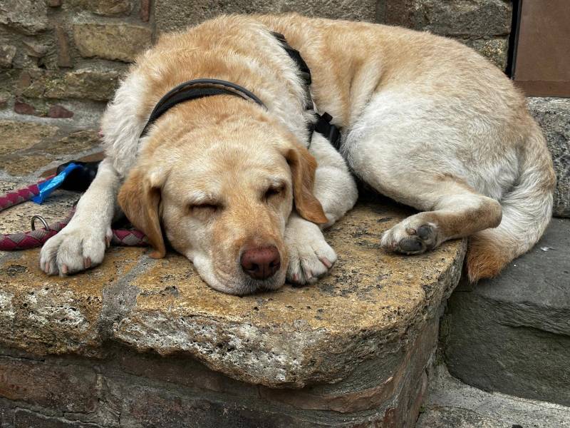 cane labrador Tosca Restelli