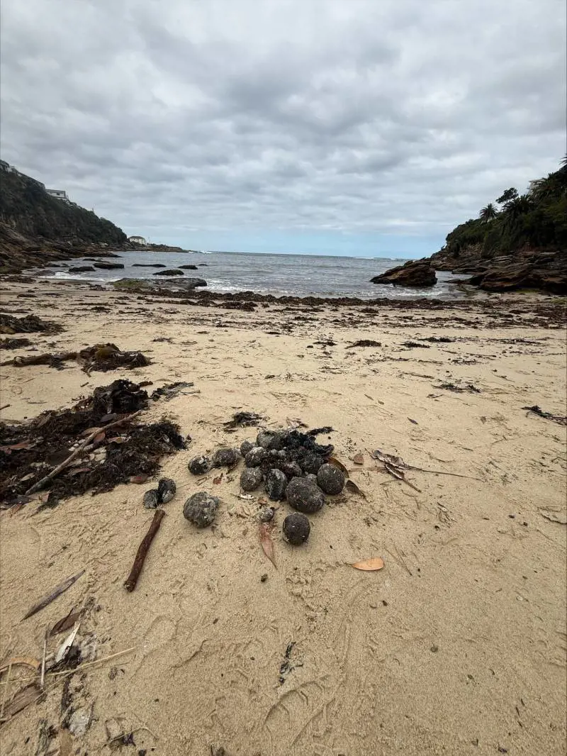 Randwick city council/Facebook