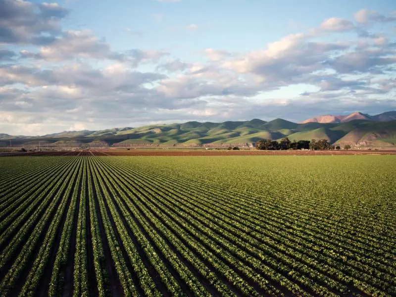 Cresce l'agricoltura in Italia: il valore aggiunto a quota 42,4 miliardi nel 2024 (+9%)