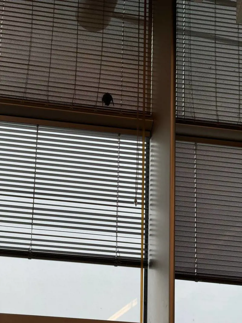 Pipistrello nella sala lounge dell'aeroporto: l'ospite inatteso tra i passeggeri